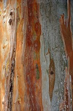 Bark of a Eucalyptus