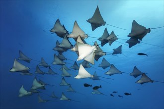 Swarm Spotted eagle ray