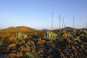 Agaves in lava field