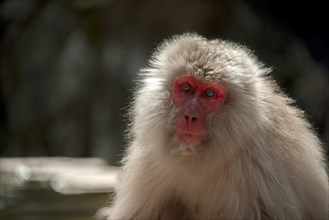 Japanese macaque