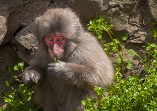 Japanese macaque