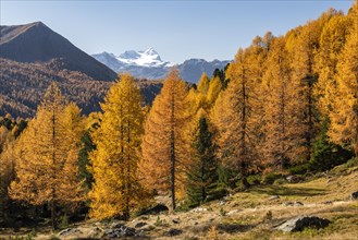 Autumn larch forest off Pizzo Scalino