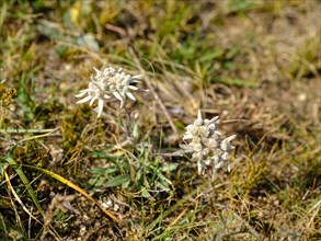 Asian species of Edelweiss