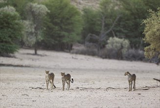 Cheetahs