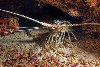 Painted rock crayfish