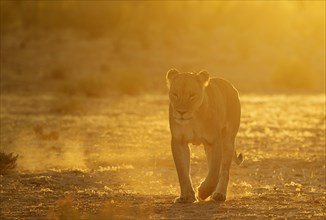 Lioness