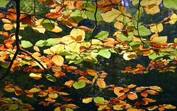 Autumnally discoloured leaves of a European hornbeam