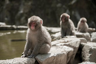 Three Japanese macaque
