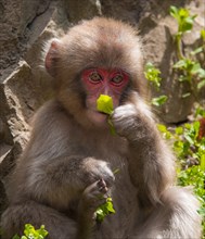 Japanese macaque