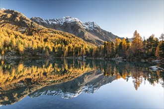 Autumn larch forest reflected in the mountain lake Lago di Saoseo