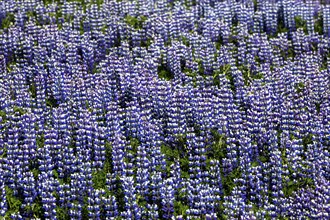 Blue flowering blue flowering Nootka lupins