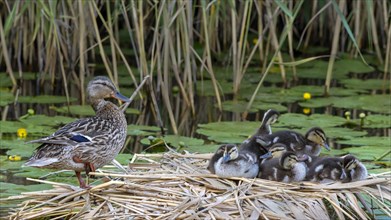 Mallard