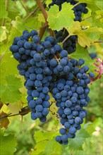Cabernet-Sauvignon grapes
