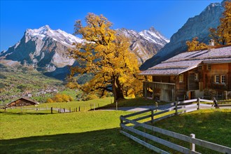 Alpine hut with autumn-coloured Sycamore maple