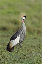 Gray crowned-crane