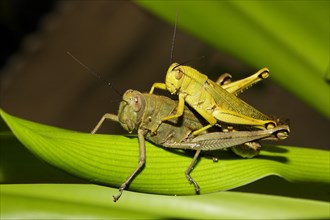 Long-horned grasshoppers