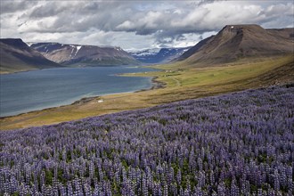 View of fjord landscape