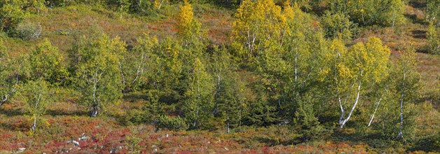 Autumnal mountain landscape with dwarf shrubs and downy birches