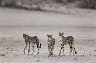 Cheetahs