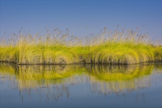 Reed grass in the water