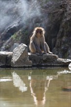 Japanese macaque