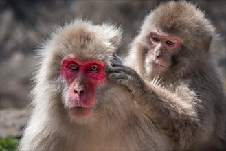 Two Japanese macaque