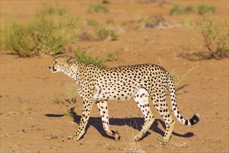 Cheetah