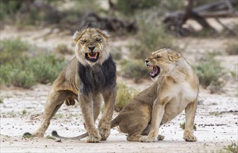 Black-maned lions