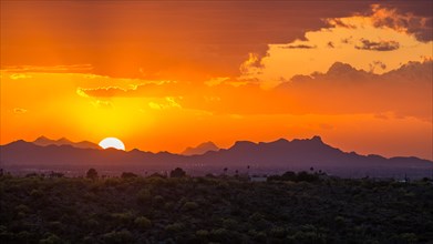 Sonora Desert at sunset