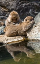 Two Japanese macaque