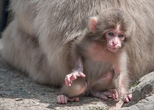 Young Japanese macaque