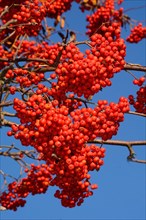 European rowan