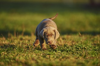Labrador Retriever puppy walking on a meadow