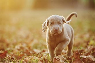 Labrador Retriever puppie walking on a meadow in autumn