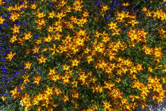 Flowering bur-marigold