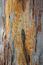 Bark of a Eucalyptus