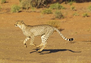 Cheetah