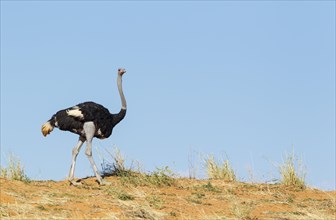 Ostrich