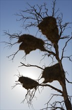 Large communal nests of Sociable Weavers