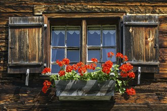 Window with geraniums on an old farmhouse in the historic mountain farming village Gerstruben