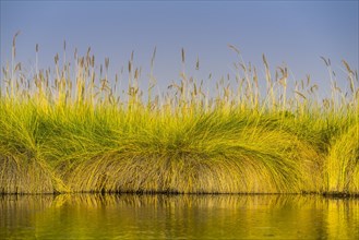 Reed grass in the water