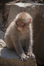 Japanese macaque