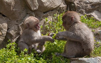 Japanese macaque