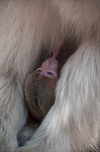 Japanese macaque