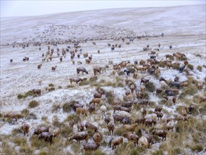 Goat herd in snowstorm