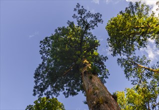 Cryptomeria japonica