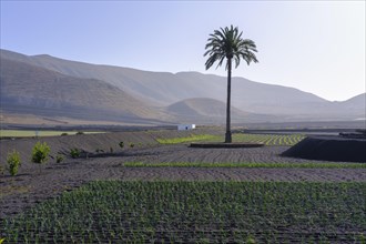 Palm in fields