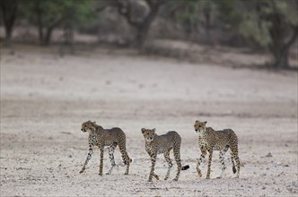 Cheetahs