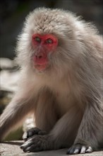 Japanese macaque