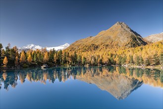 Autumn larch forest reflected in Lago di Saoseao